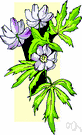 mountain anemone - silky-foliaged herb of the Rocky Mountains with bluish-white flowers