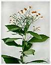 Aster acuminatus - North American perennial with apparently whorled leaves and showy white purple-tinged flowers