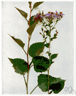 Aster macrophyllus - tufted perennial wood aster of North America