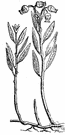 Andromeda polifolia - erect to procumbent evergreen shrub having pendent clusters of white or pink flowers