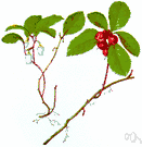 gaultheria - widely distributed genus of creeping or upright evergreen shrubs