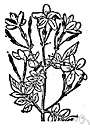Arabian jasmine - East Indian evergreen vine cultivated for its profuse fragrant white flowers