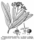 genus Pimenta - allspice tree genus Pimenta - allspice tree