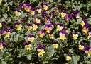 violet - any of numerous low-growing violas with small flowers