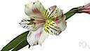 lily of the Incas - an Andean herb having umbels of showy pinkish-purple lily-like flowers