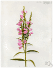 dragonhead - American herb having sharply serrate lanceolate leaves and spikes of blue to violet flowers