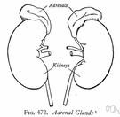 aldosterone - a corticosteroid hormone that is secreted by the cortex of the adrenal gland