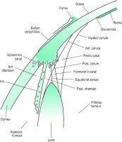 Fig. C1 Section diagram through the anterior portion of the eye