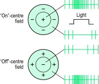 Fig. F2 Typical responses from receptive fields of retinal ganglion cells to a spot of light shone on the area indicated by the bars in each type of receptive field. on-centre cells respond best when stimulated in the central part of the field. off-centre cells respond best when stimulated in the surround of the field
