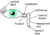 Fig. L1 Lacrimal apparatus