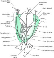 Fig. N2 Diagram of the ophthalmic division of the trigeminal nerve (fifth). This is a view of the right eye from above (c.b.z, communicating branch to the zygomatic nerve)