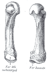 Siberian Bone Belonged to Unknown Ancient Human - In the News - English ...