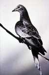 Last Passenger Pigeon Dies in Captivity (1914)