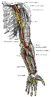 Neurosurgery Restores Quadriplegic Use of Hands - In the News - English ...