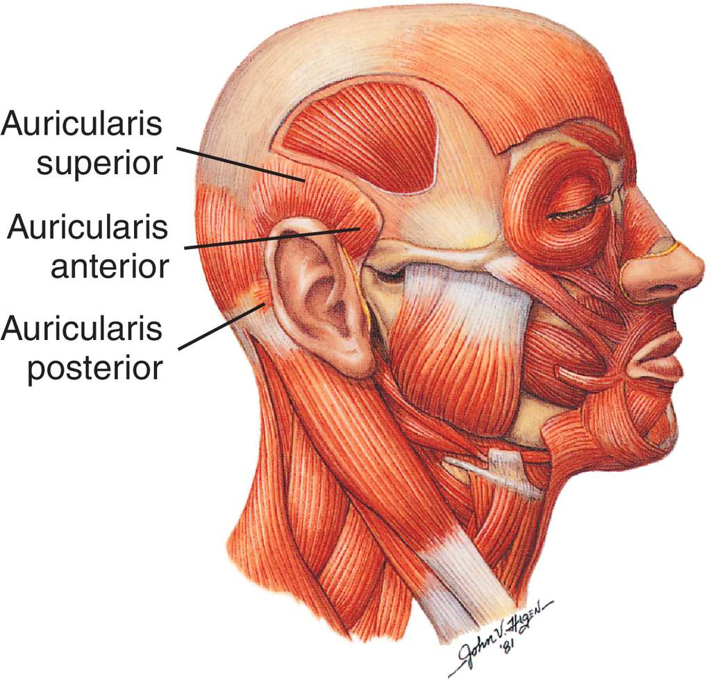 Musculus Anterior Auricularis Musculus Auricularis Anterior Funktion Musculus Anterior Auricularis Musculus Auricularis Anterior Funktion