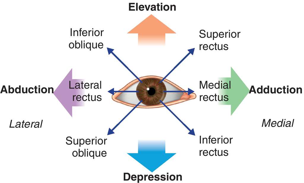 Superior inferior. Parietal lobe. Superior inferior. Colliculus superior анатомия. Superior inferior.