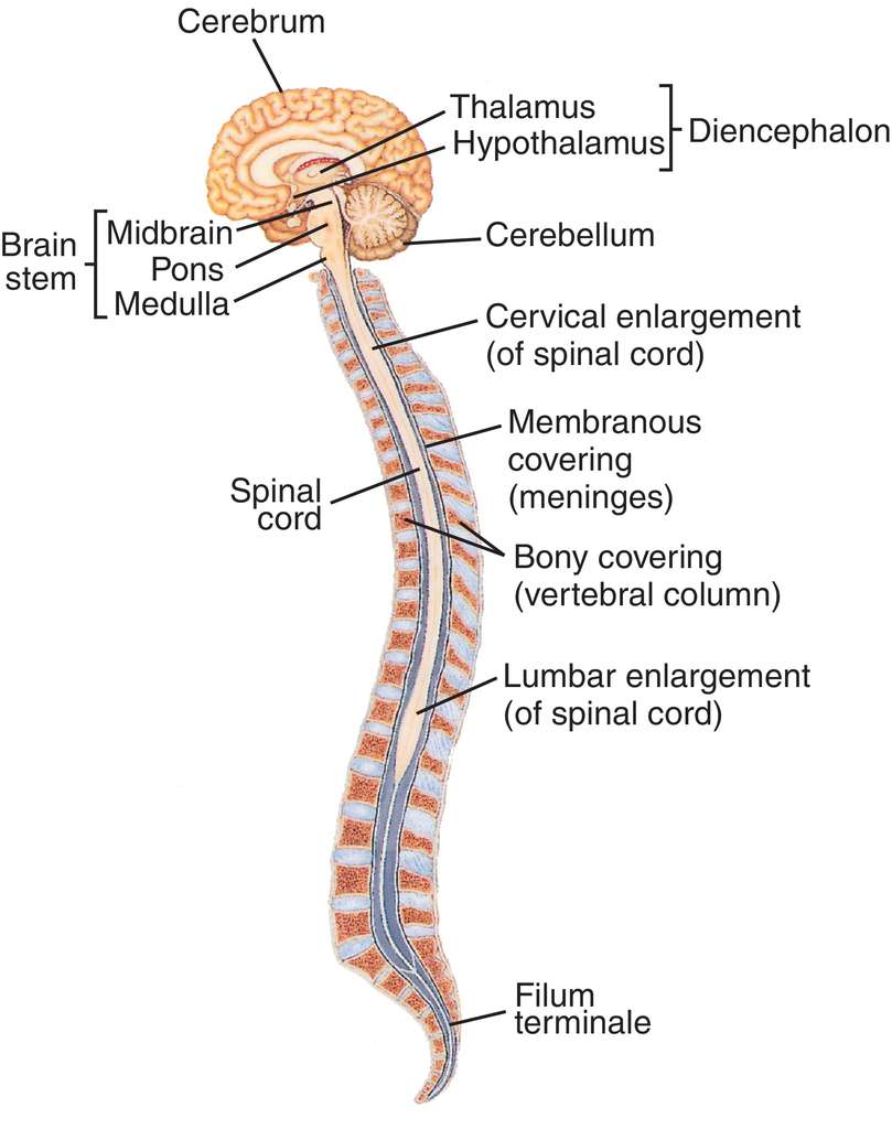 Central Nervous System Diagram Brain And Spinal Cord / File:Brain and