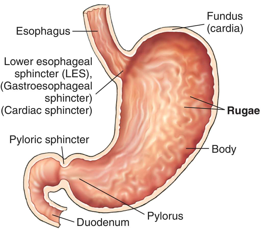 Turtle Rugae Rugae Definition Of Rugae By Medical Dictionary Gastric Rugae An
