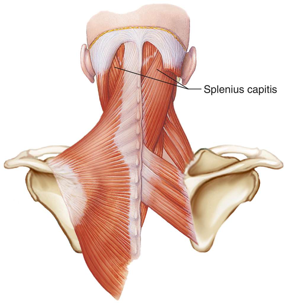 Splenius capitis мышца