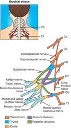 Plexus brachialis | definition of plexus brachialis by Medical dictionary