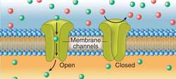 Channel | definition of channel by Medical dictionary