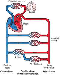 Circulatory system | definition of circulatory system by Medical dictionary