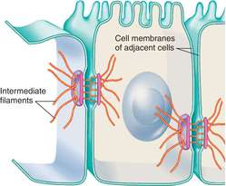 Desmosome | definition of desmosome by Medical dictionary