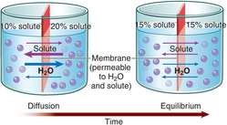 Diffusion | definition of diffusion by Medical dictionary