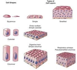 Sense epithelium, sensory epithelium | definition of sense epithelium ...