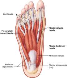 Flexor digiti minimi muscle | definition of Flexor digiti minimi muscle ...