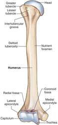 Humerus | definition of humerus by Medical dictionary