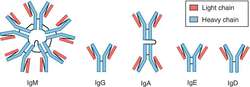 Immunoglobulin | definition of immunoglobulin by Medical dictionary