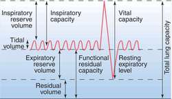 Lung capacity | definition of lung capacity by Medical dictionary