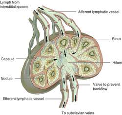Lymphatic glands | definition of Lymphatic glands by Medical dictionary