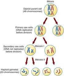 Meiosis I | definition of Meiosis I by Medical dictionary