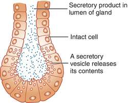 Merocrine gland | definition of merocrine gland by Medical dictionary