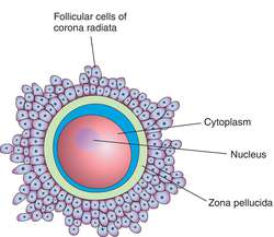 Egg cells | definition of Egg cells by Medical dictionary