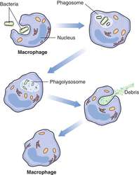 Phagocytosis | definition of phagocytosis by Medical dictionary