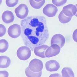 Polymorphonuclear neutrophil | definition of polymorphonuclear ...