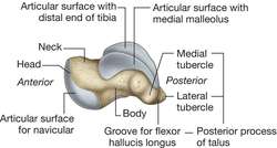 Talus | definition of talus by Medical dictionary