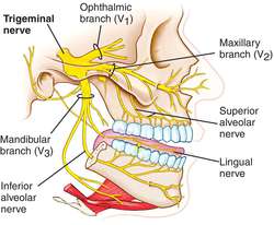 Trigeminal nerve | definition of trigeminal nerve by Medical dictionary