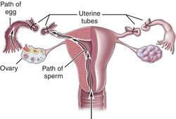 Image result for tubectomy meaning