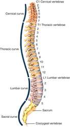 length of vertebral column