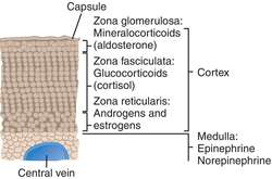 Zona glomerulosa | definition of zona glomerulosa by Medical dictionary
