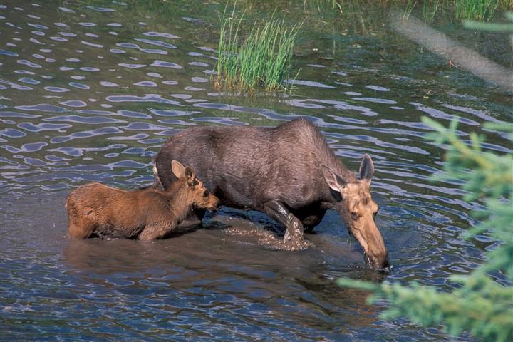 41 Adorable Baby Animal Names With Pics