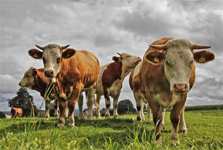 A Group Of Cows Are Called All About Cow Photos