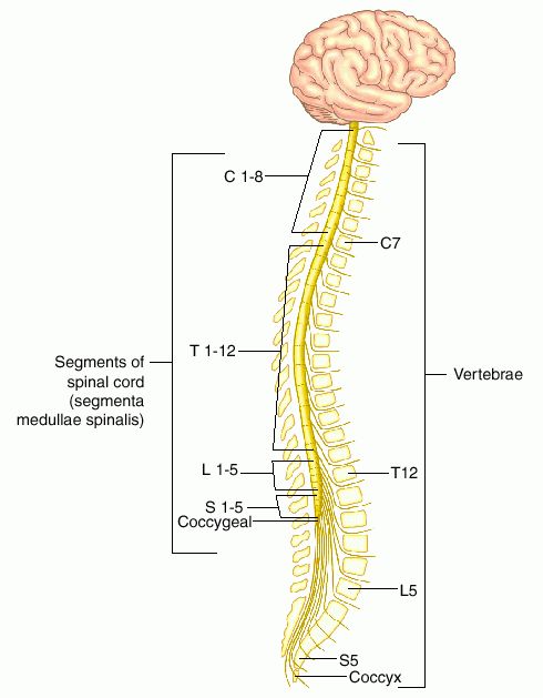 [Resim: segmentum_segmenta-medullae-spinalis.jpg]