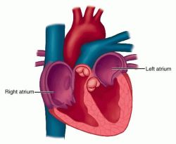 Ventricular atrium | definition of ventricular atrium by ...