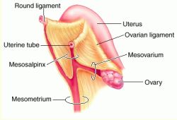 A specialization of the broad ligament of uterus that covers the ovaries. (mesOVARIum)
