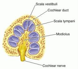 Modiolus | definition of modiolus by Medical dictionary